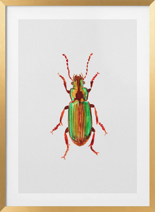 Carabidae ground beetle or Harpalus distinguendus Framed Art Wall Decor