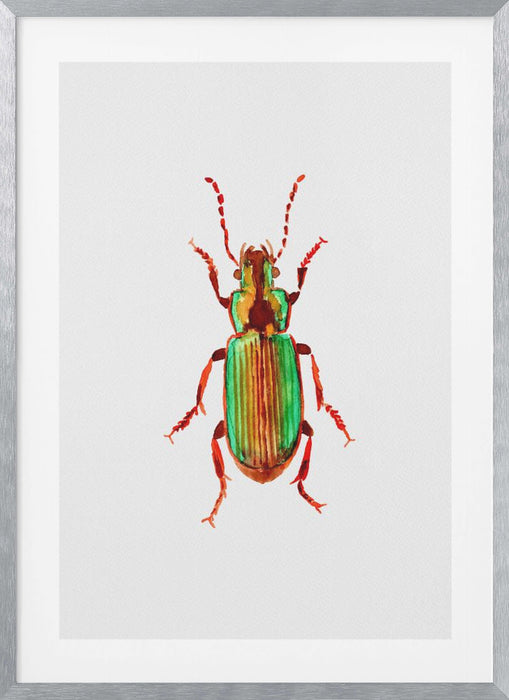 Carabidae ground beetle or Harpalus distinguendus Framed Art Wall Decor