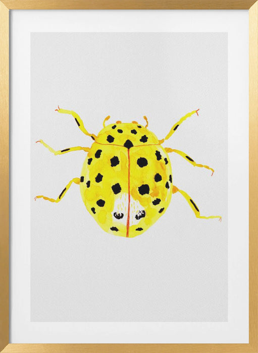 The 22-spot ladybird or Psyllobora vigintiduopunctata Framed Art Modern Wall Decor