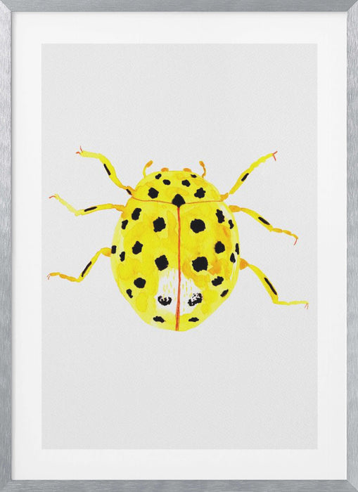 The 22-spot ladybird or Psyllobora vigintiduopunctata Framed Art Modern Wall Decor