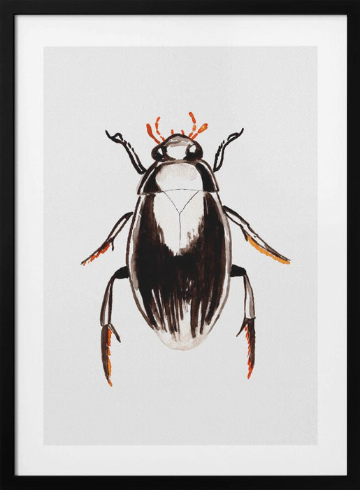 Water scavenger beetle or Hydrophilus aterrimus Framed Art Wall Decor