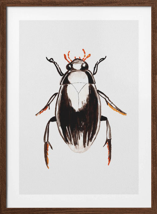 Water scavenger beetle or Hydrophilus aterrimus Framed Art Wall Decor