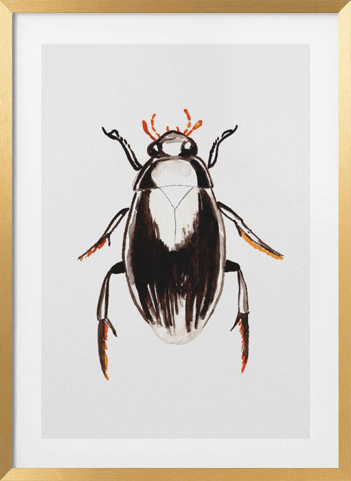 Water scavenger beetle or Hydrophilus aterrimus Framed Art Wall Decor