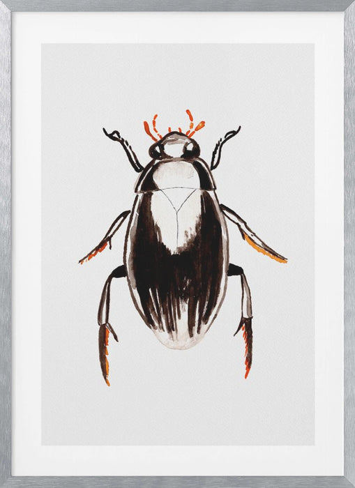 Water scavenger beetle or Hydrophilus aterrimus Framed Art Wall Decor