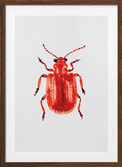 Onion beetle or Lilioceris merdigera Framed Art Wall Decor