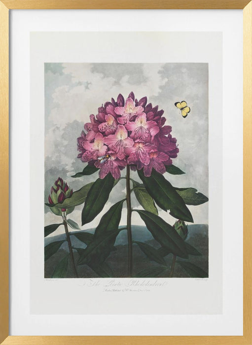 The Pontic Rhododendron from The Temple of Flora (1807) Framed Art Modern Wall Decor