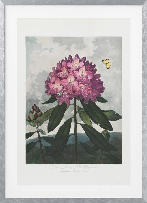 The Pontic Rhododendron from The Temple of Flora (1807) Framed Art Modern Wall Decor