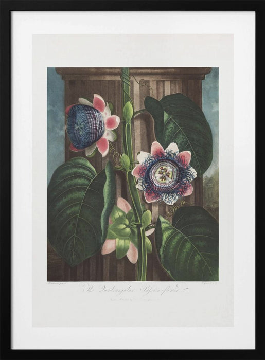 The Quadrangular Passion Flower from The Temple of Flora (1807) Framed Art Wall Decor