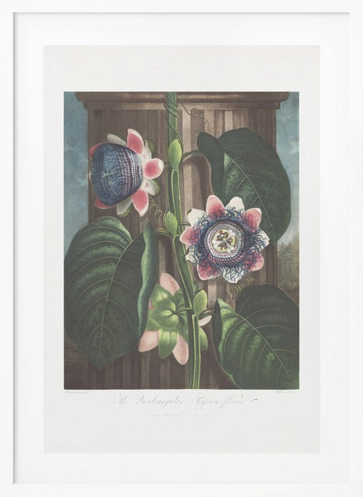 The Quadrangular Passion Flower from The Temple of Flora (1807) Framed Art Wall Decor