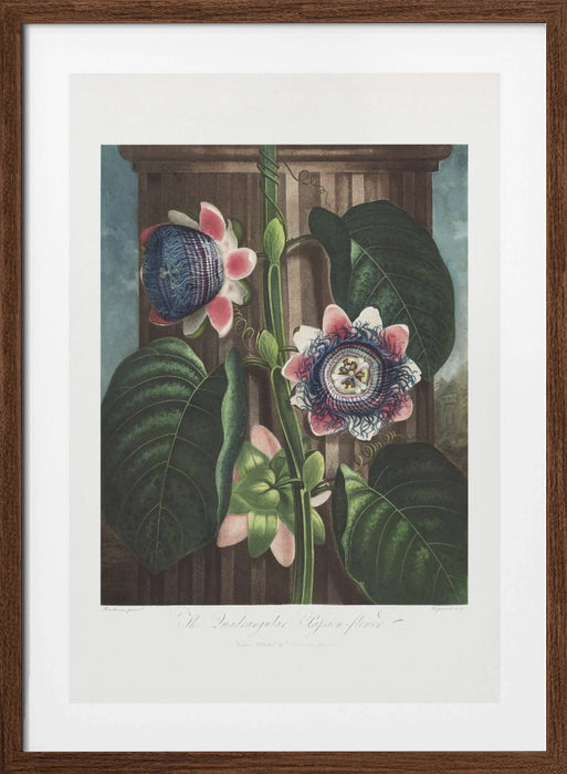 The Quadrangular Passion Flower from The Temple of Flora (1807) Framed Art Wall Decor