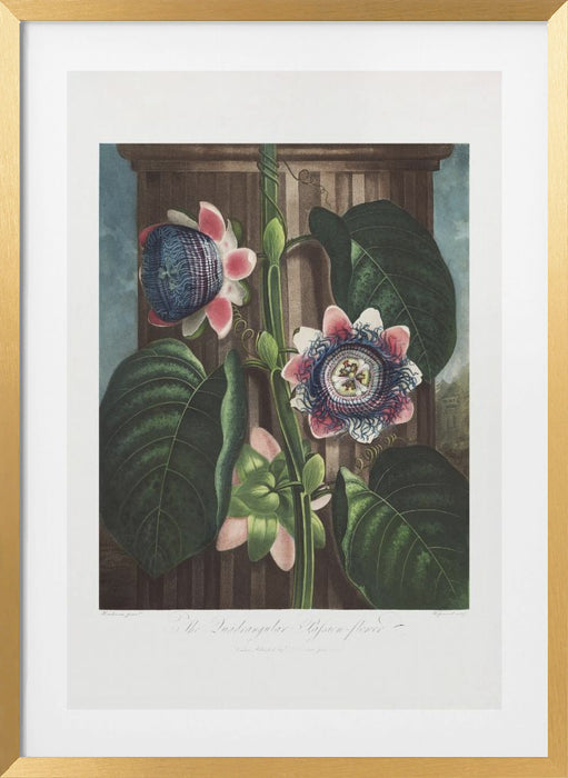 The Quadrangular Passion Flower from The Temple of Flora (1807) Framed Art Wall Decor