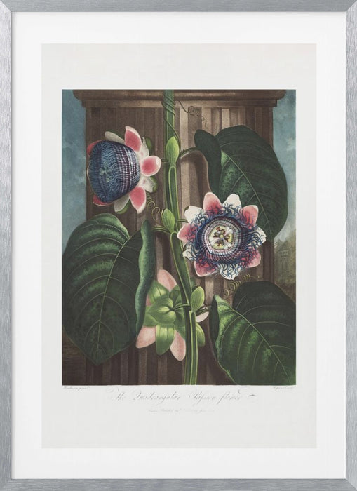 The Quadrangular Passion Flower from The Temple of Flora (1807) Framed Art Wall Decor