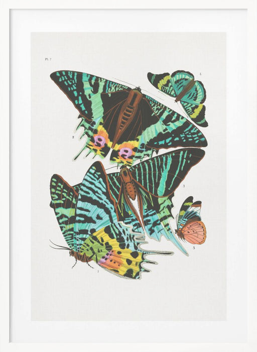 Butterflies 3 Framed Art Wall Decor