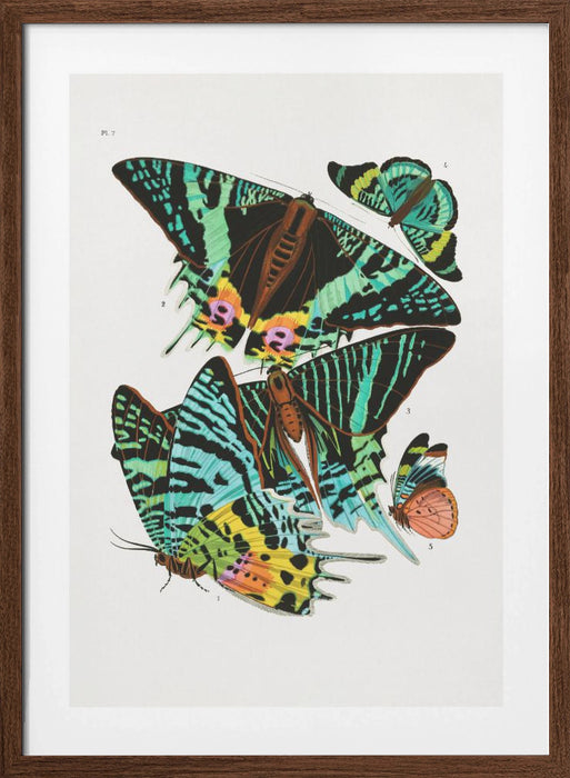 Butterflies 3 Framed Art Wall Decor