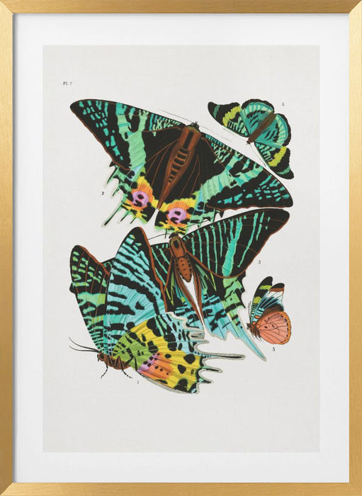 Butterflies 3 Framed Art Wall Decor