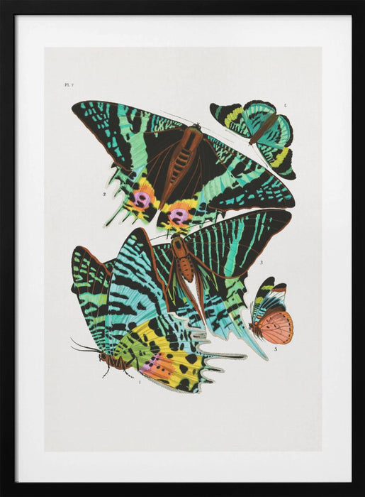 Butterflies 3 Framed Art Wall Decor