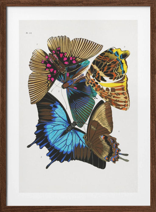 Butterflies 4 Framed Art Modern Wall Decor