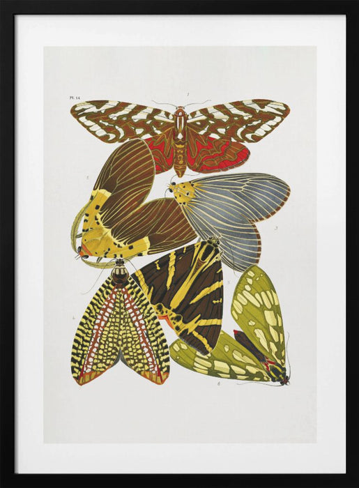 Butterflies 6 Framed Art Wall Decor