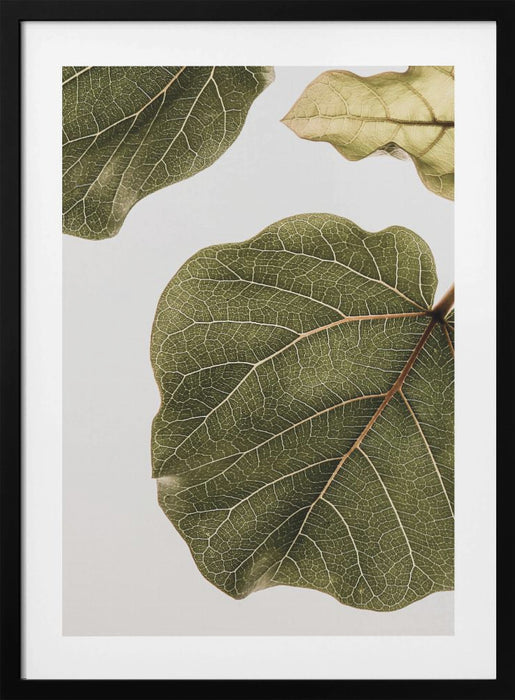 Abutifolia No2 Framed Art Wall Decor