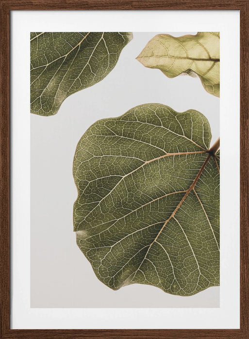 Abutifolia No2 Framed Art Wall Decor