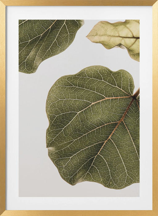 Abutifolia No2 Framed Art Wall Decor