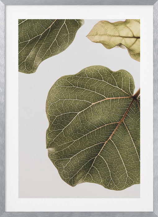 Abutifolia No2 Framed Art Wall Decor