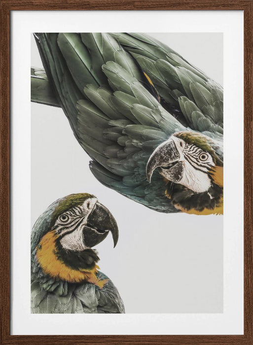 Amazonia Framed Art Modern Wall Decor