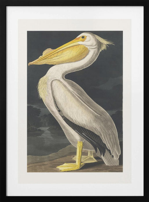 American White Pelican From Birds of America (1827) Framed Art Wall Decor