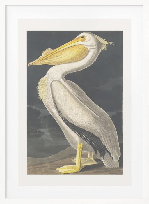 American White Pelican From Birds of America (1827) Framed Art Wall Decor