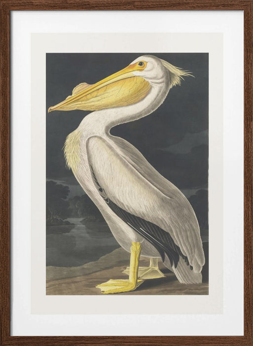 American White Pelican From Birds of America (1827) Framed Art Wall Decor