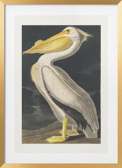 American White Pelican From Birds of America (1827) Framed Art Wall Decor