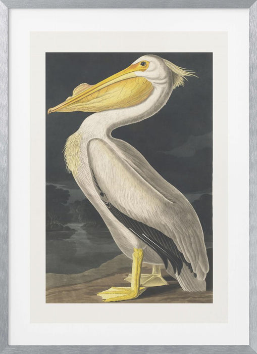 American White Pelican From Birds of America (1827) Framed Art Wall Decor