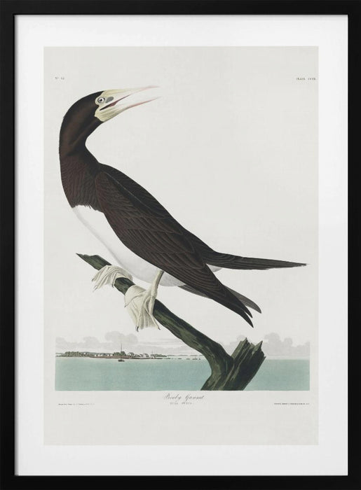 Booby Gannet From Birds of America Framed Art Wall Decor