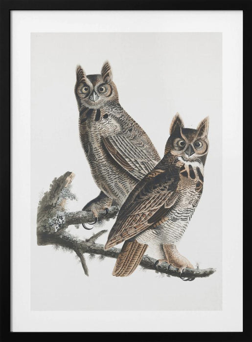 Great Horned Owl From Birds of America (1827) Framed Art Wall Decor