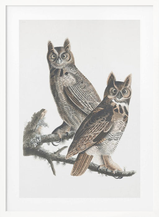 Great Horned Owl From Birds of America (1827) Framed Art Wall Decor