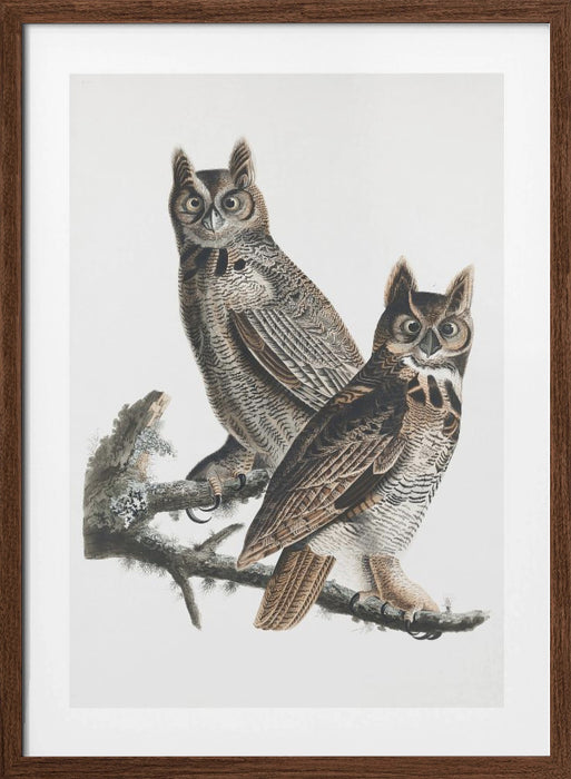 Great Horned Owl From Birds of America (1827) Framed Art Wall Decor