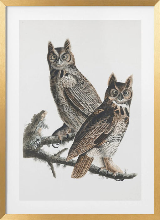 Great Horned Owl From Birds of America (1827) Framed Art Wall Decor