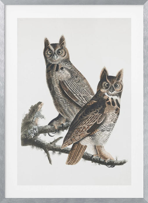 Great Horned Owl From Birds of America (1827) Framed Art Wall Decor