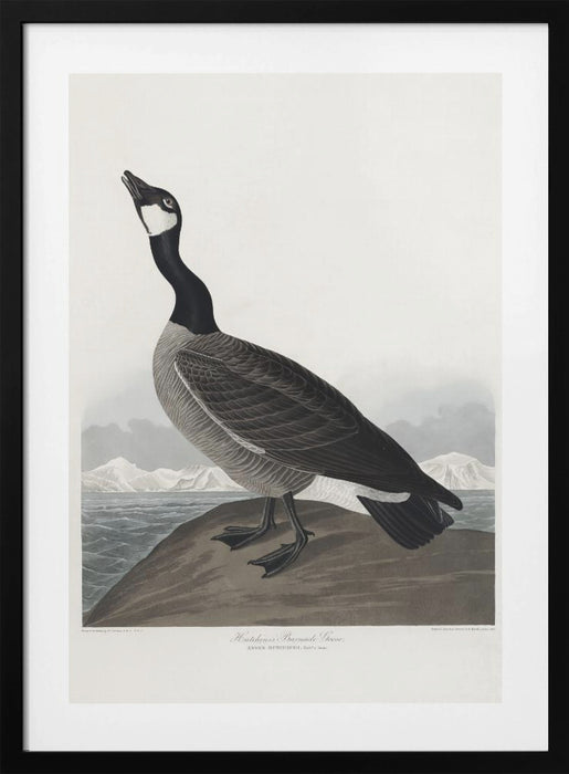 Hutchins's Barnacle Goose From Birds of America (1827) Framed Art Wall Decor