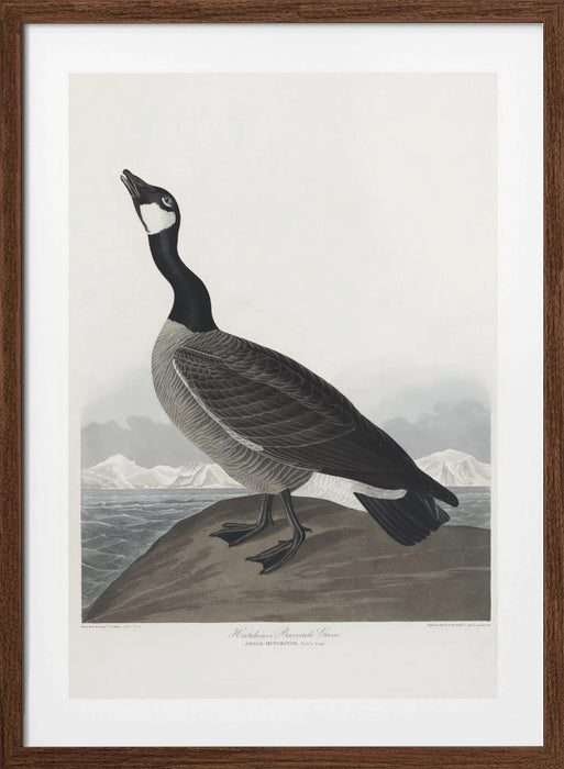 Hutchins's Barnacle Goose From Birds of America (1827) Framed Art Wall Decor