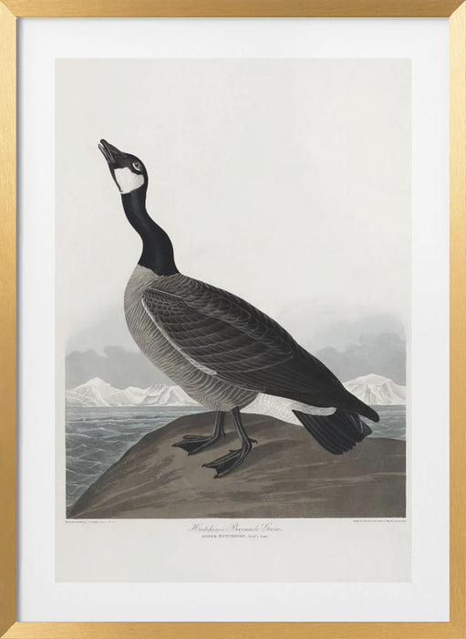 Hutchins's Barnacle Goose From Birds of America (1827) Framed Art Wall Decor