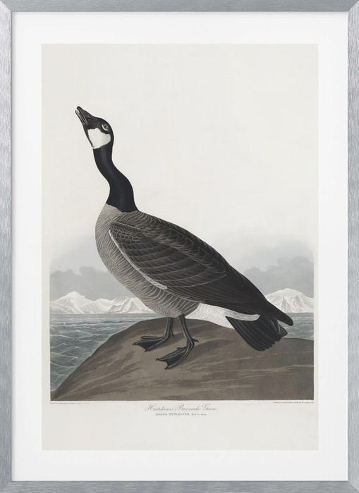 Hutchins's Barnacle Goose From Birds of America (1827) Framed Art Wall Decor