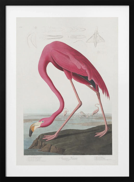 Pink Flamingo From Birds of America (1827) Framed Art Wall Decor