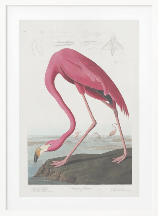 Pink Flamingo From Birds of America (1827) Framed Art Wall Decor