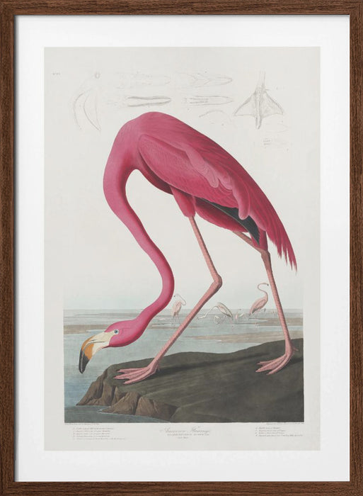 Pink Flamingo From Birds of America (1827) Framed Art Wall Decor