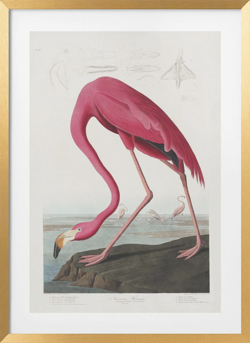 Pink Flamingo From Birds of America (1827) Framed Art Wall Decor