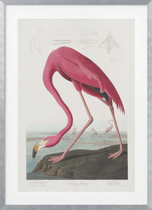 Pink Flamingo From Birds of America (1827) Framed Art Wall Decor