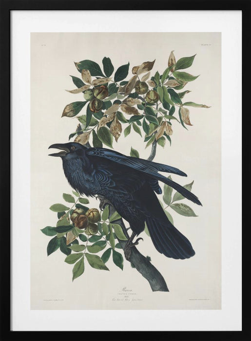 Raven From Birds of America (1827) Framed Art Wall Decor