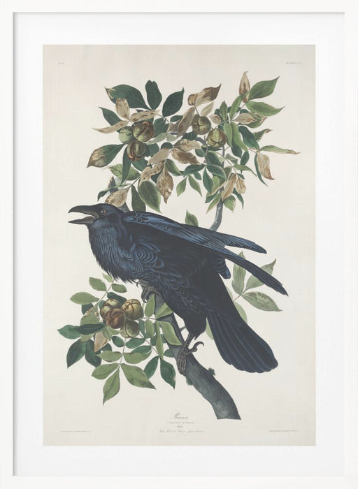 Raven From Birds of America (1827) Framed Art Wall Decor