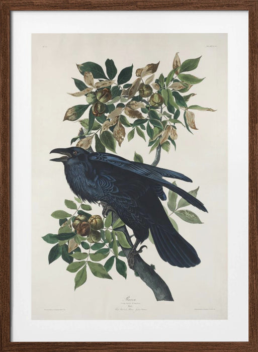 Raven From Birds of America (1827) Framed Art Wall Decor